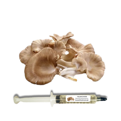 Italian Oyster Mushroom (Pleurotus Spodoleucus) Liquid Culture Syringe 20cc (C0250)