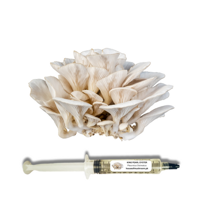 White KIng Pearl Oyster Mushroom Liquid Culture Syringe 20cc (C0416)