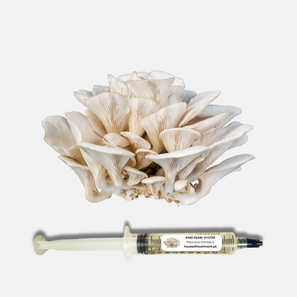 White KIng Pearl Oyster Mushroom Liquid Culture Syringe 20cc (C0416)