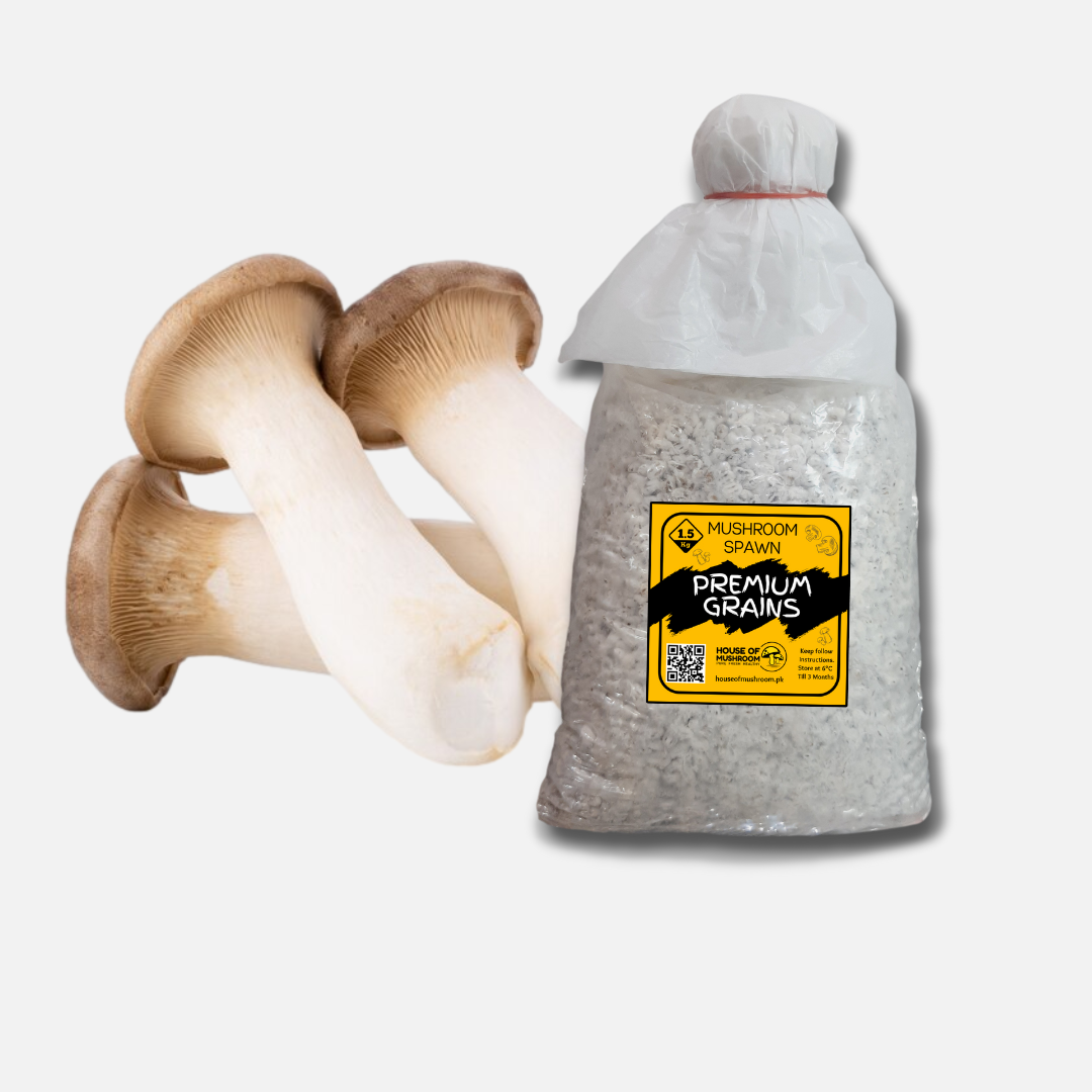 King Trumpet Oyster Mushroom Grain Spawn 1.5kg (220)