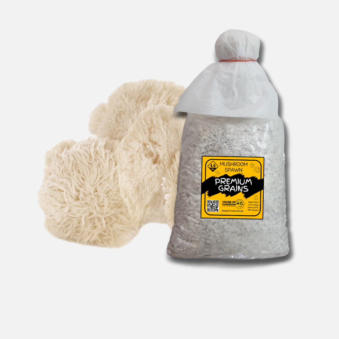 Lion's Mane Pride Mushroom Grain Spawn 1.5kg (116)