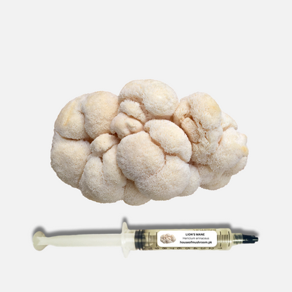 Lion's Brain Mushroom Liquid Culture Syringe 20cc (C0115)