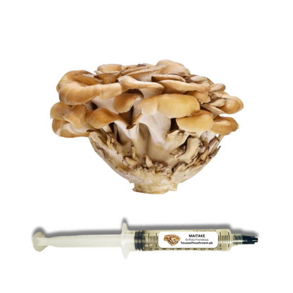 Maitake Mushroom (Grifola Frondosa) Liquid Culture Syringe 20cc C0170