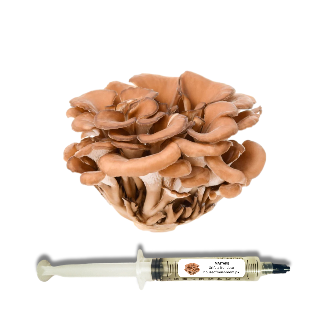 Maitake Mushroom (Grifola) Liquid Culture Syringe 20cc (C0171)