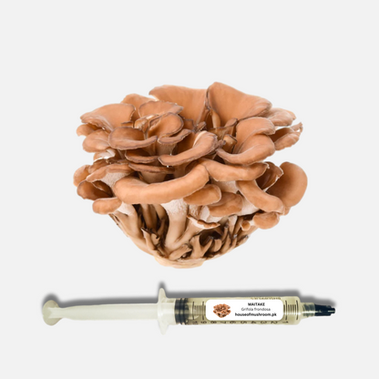 Maitake Mushroom (Grifola) Liquid Culture Syringe 20cc (C0171)