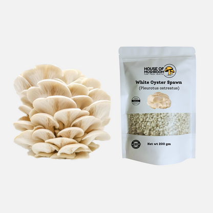 Mini Mushroom Spawn Bags Speacial Bungle 600gm