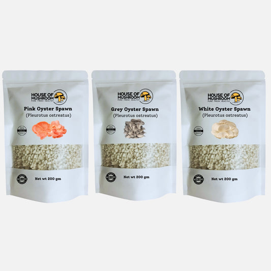 Mini Mushroom Spawn Bags Tropical Bungle 600gm