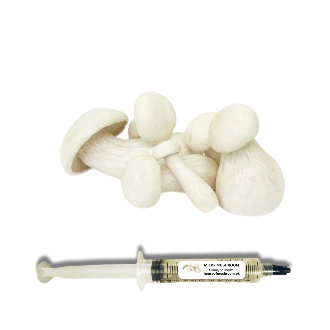 Milky Mushroom (Calocybe Indica) Liquid Culture Syringe 20cc (C0467)