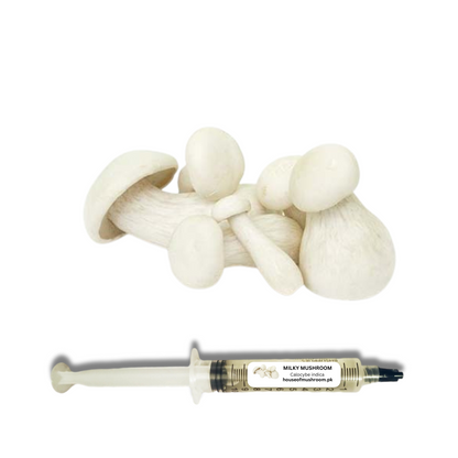 Milky Mushroom (Calocybe Indica) Liquid Culture Syringe 20cc (C0467)