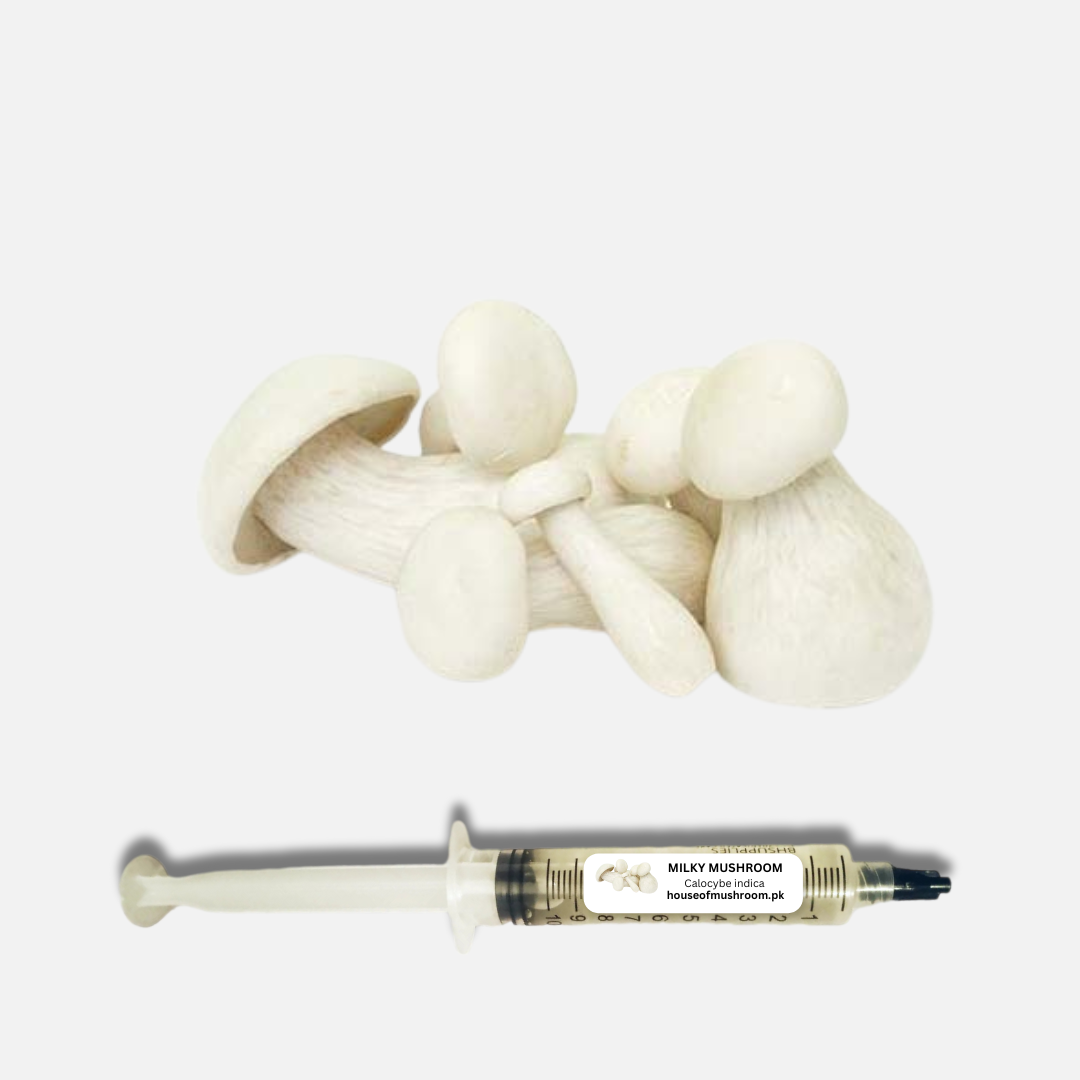 Milky Mushroom (Calocybe Indica) Liquid Culture Syringe C0467