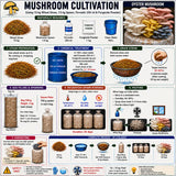 White Oyster Mushroom Grain Spawn 1.5kg - Premium Quality (410)