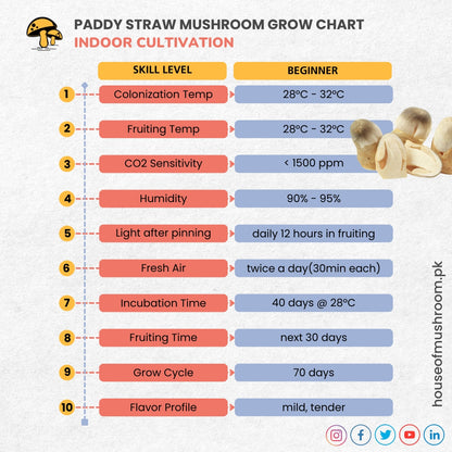 Paddy Straw Mushroom Grain Spawn 1.5kg (472)