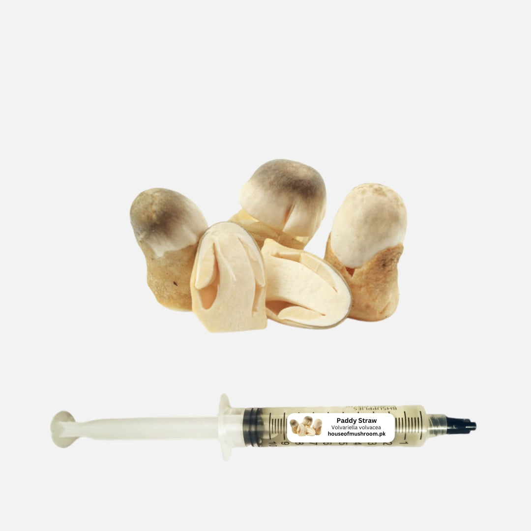 Paddy Straw Mushroom (Volvariella Volvacea) Liquid Culture Syringe (C0472)