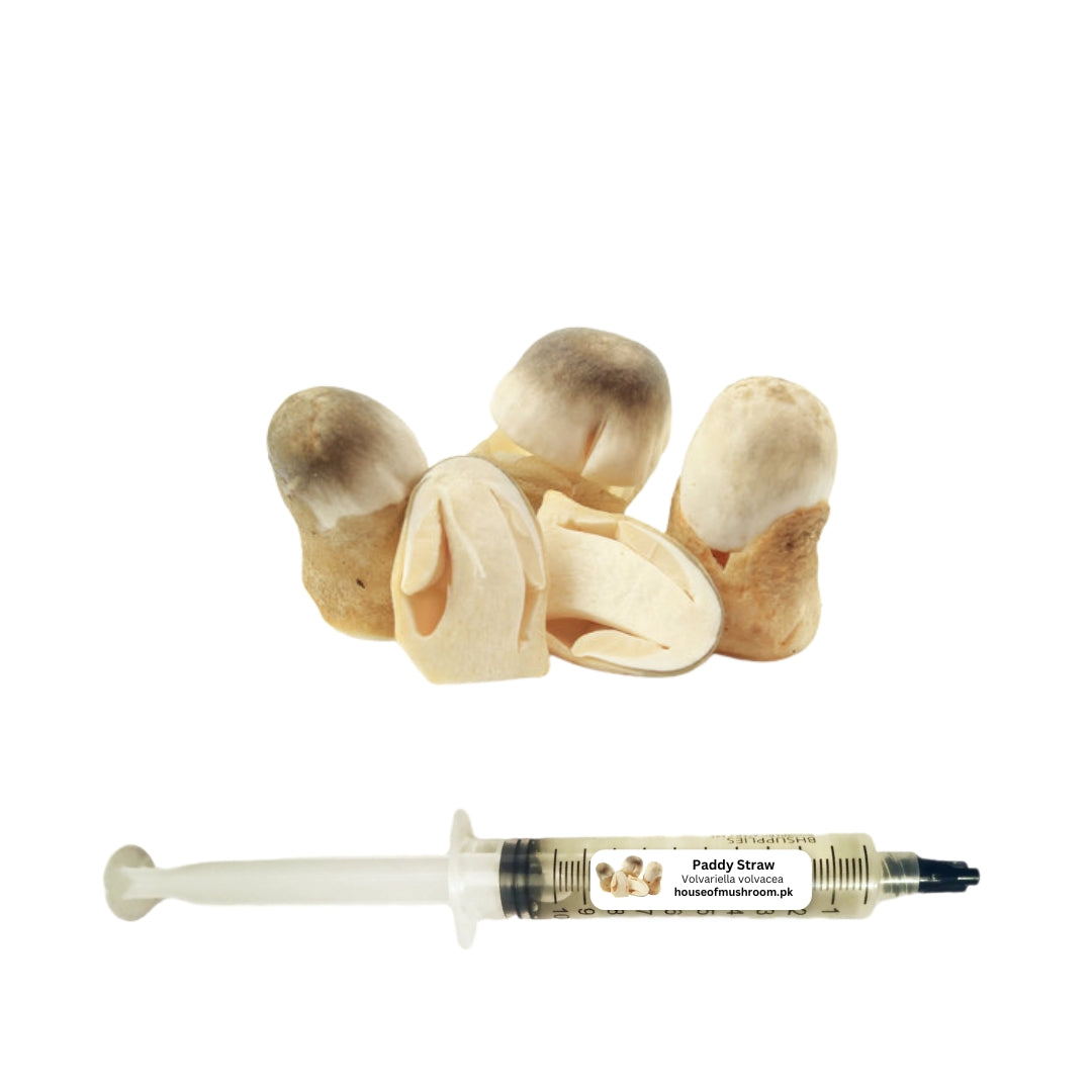 Paddy Straw Mushroom (Volvariella Volvacea) Liquid Culture Syringe (C0472)