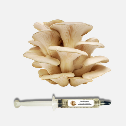 Pearl Oyster Mushroom (Pleurotus Ostreatus) Liquid Culture Syringe 20cc (C0412)