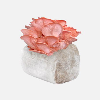 Pink Oyster Mushroom Grow Kit 2.5kg