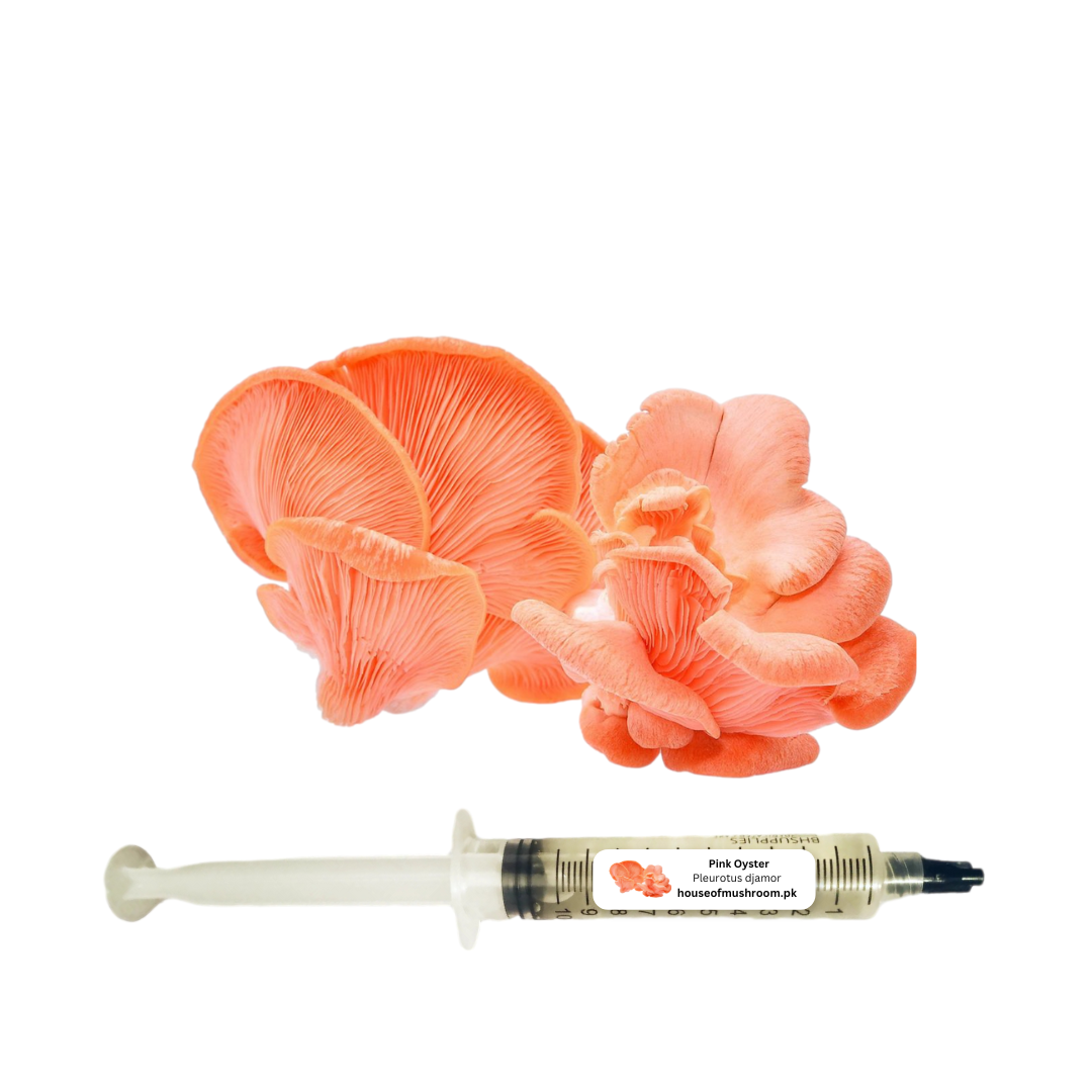 Pink Oyster Mushroom (Pleurotus Djamor) Liquid Culture Syringe 20cc (C0450)