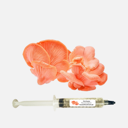 Pink Oyster Mushroom (Pleurotus Djamor) Liquid Culture Syringe 20cc (C0450)