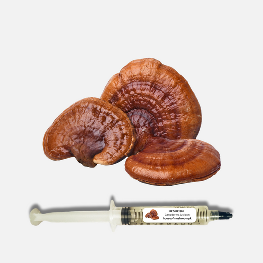 Red Reishi Mushroom Lingzhi Liquid Culture Syringe 20cc (C0102)