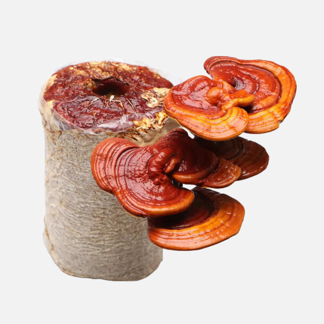 Red Reishi Mushroom Grow Kit 2.5kg