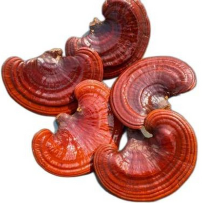 Red Reishi Mushroom Grow Kit 2.5kg