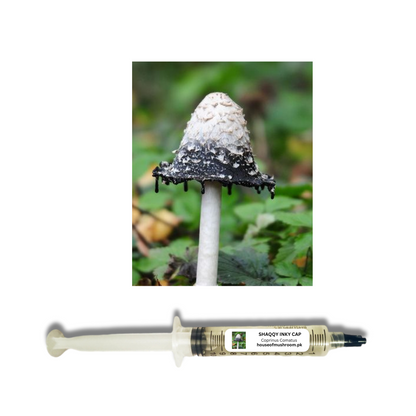 Shaggy Inky Cap Mushroom (Coprinus Comatus) Liquid Culture Syringe 20cc (C0470)