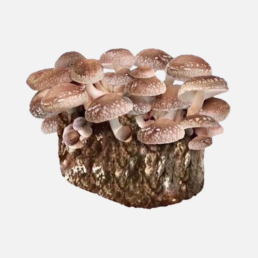 Shiitake Edodes Mushroom Grow Kit 2.5kg