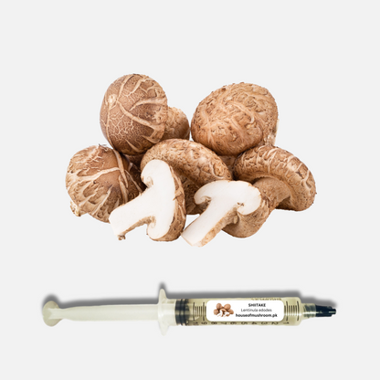 Shiitake Mushroom 7869 (Lentinula Edodes) Liquid Culture Syringe 20cc (C0952)