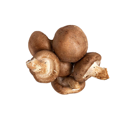 Shiitake Edodes Mushroom Grain Spawn 1.5kg (954)