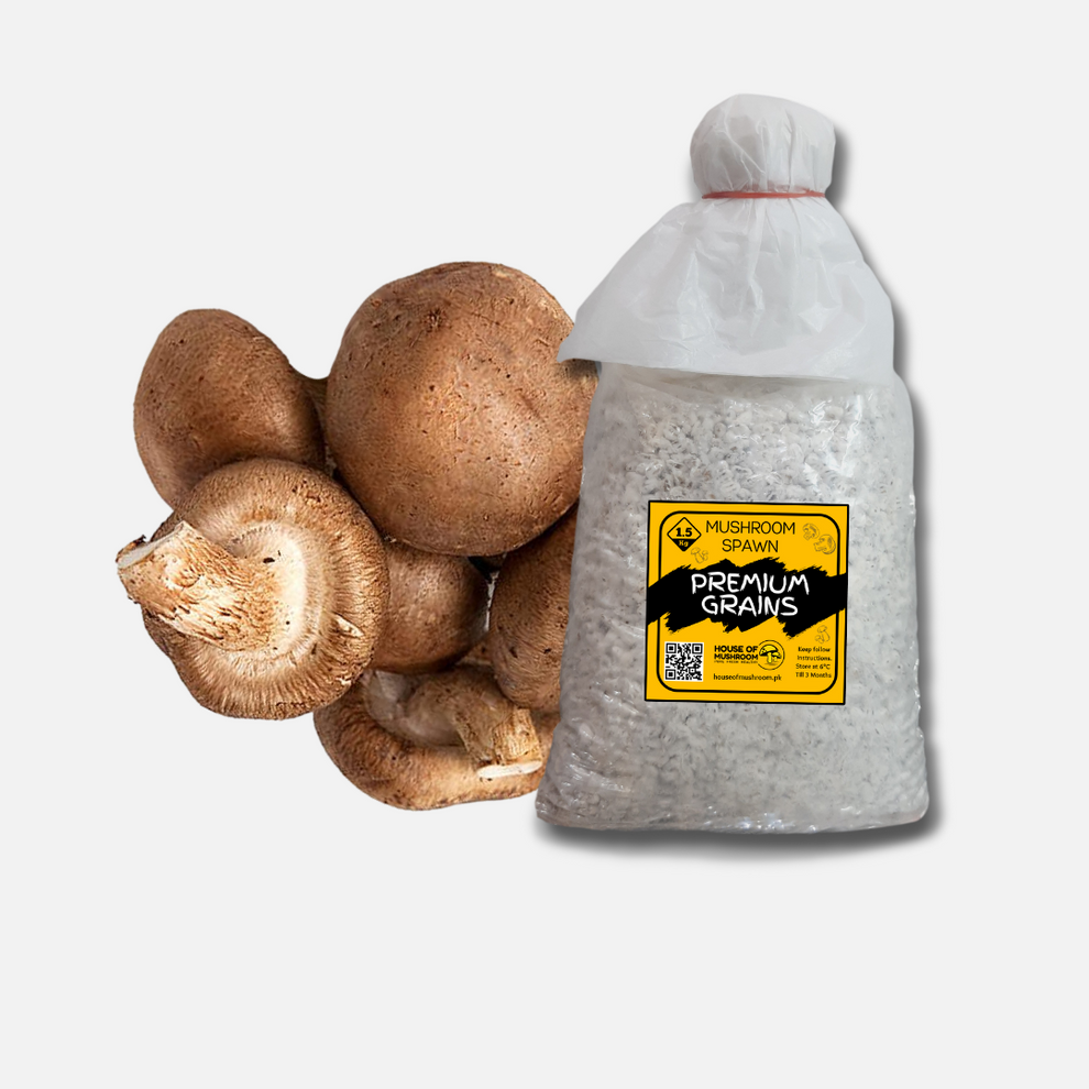 SHIITAKE EDODES MUSHROOM GRAIN SPAWN 1.5KG (954) House of Mushroom