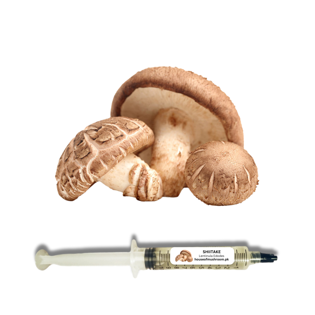 Shiitake Mushroom Large Verstile (Lentinula Edodes) Liquid Culture Syringe 20cc (C0951)