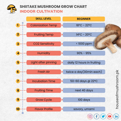 Shiitake Verstile Mushroom Grain Spawn 1.5kg (951)