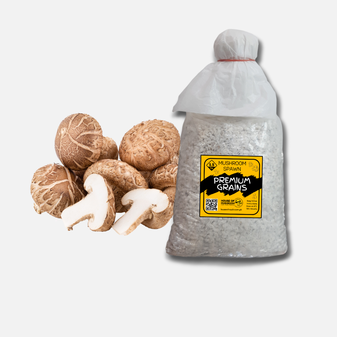 Shiitake Verstile Mushroom Grain Spawn 1.5kg (951)