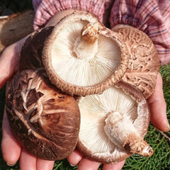 Shiitake Edodes Mushroom Grow Kit 2.5kg
