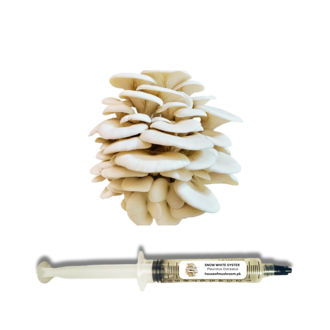 Snow White Oyster Mushroom Liquid Culture Syringe 20cc (C0411)