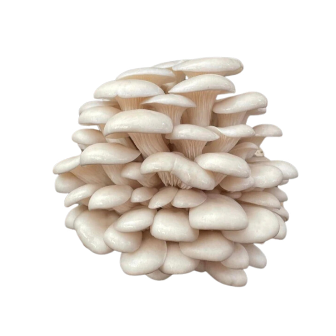 Hybrid Snow White Oyster Mushroom Grain Spawn 1.5kg (411)