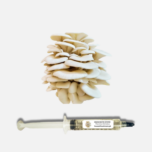 Snow White Oyster Mushroom Liquid Culture Syringe 20cc (C0411)