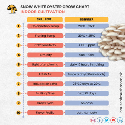 Hybrid Snow White Oyster Mushroom Grain Spawn 1.5kg (411)