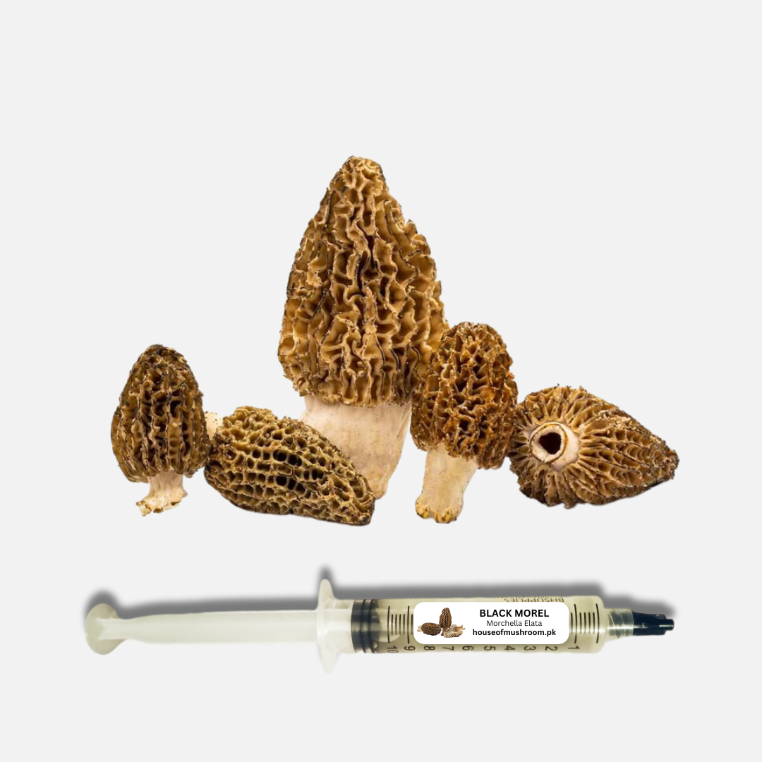 Black Morel Mushroom (Morchella Elata) Liquid Culture Syringe 20cc (C0190)