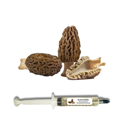 Australian Black Morel Mushroom (Morchella Australiana) Liquid Culture Syringe 20cc (C0191)