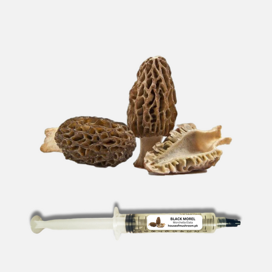 Australian Black Morel Mushroom (Morchella Australiana) Liquid Culture Syringe 20cc (C0191)