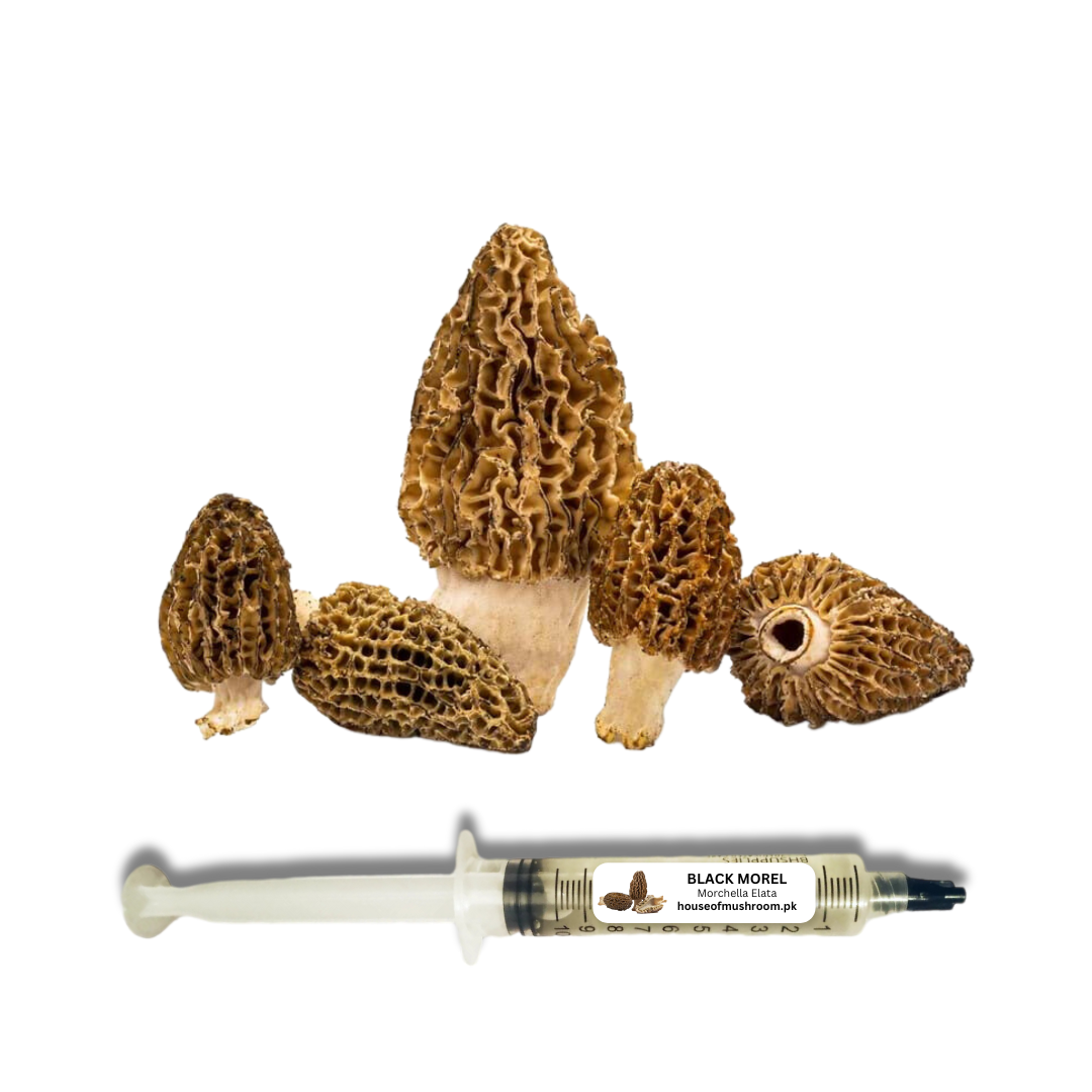 Black Morel Mushroom (Morchella Elata) Liquid Culture Syringe 20cc (C0190)