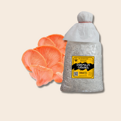 Pink Oyster Mushroom Grain Spawn 1.5kg (450)