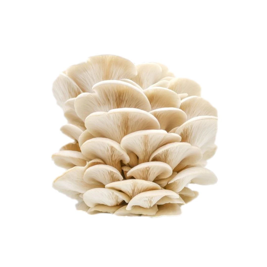 White Oyster Mushroom Grow Kit 2.5kg