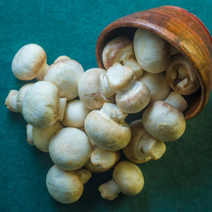 Dried White Button Mushroom 100gm