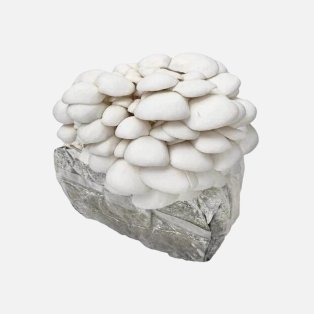 White Oyster Mushroom Grow Kit 2.5kg