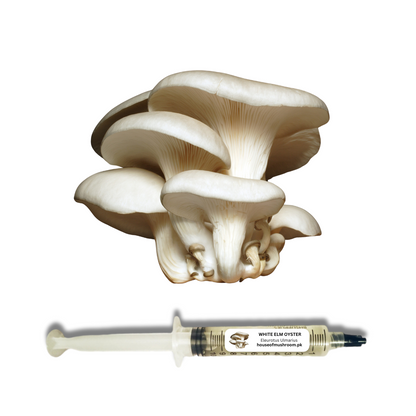 White Oyster Mushroom (Eleurotus Ulmarius) Liquid Culture Syringe 20cc (C0413)