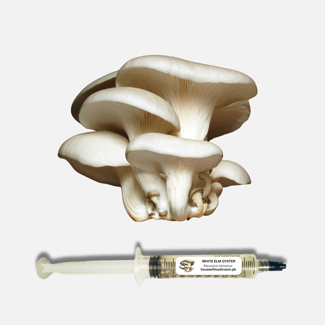 White Oyster Mushroom (Eleurotus Ulmarius) Liquid Culture Syringe 20cc (C0413)