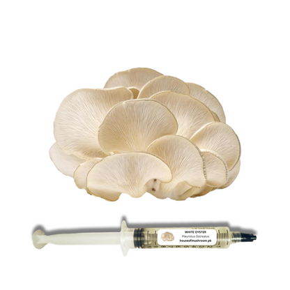 White Oyster Mushroom Liquid Culture Syringe 20cc (C0410)