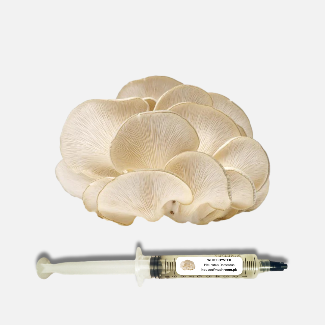 White Oyster Mushroom Liquid Culture Syringe 20cc (C0410)